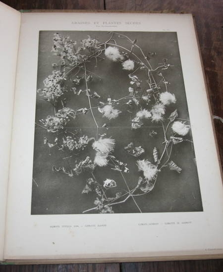 PLAUSZEWSKI (P.). Graines et plantes s&egrave;ches