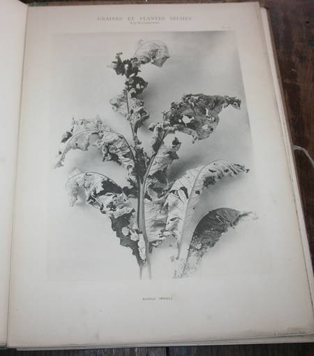 [Phototgraphies] Graines et plantes s&egrave;ches - RARE. Photo 3.