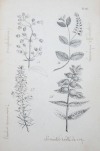BODIN (J.). Herbier agricole pour les élèves des Trois-Croix et ceux de l'Ecole normale ou liste des plantes les plus communes