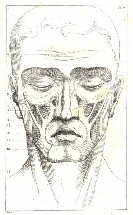PEQUEGNOT. Anatomie descriptive des formes humaines &agrave; l'usage des artistes peintres, sculpteurs, graveurs, &eacute;l&egrave;ves et amateurs