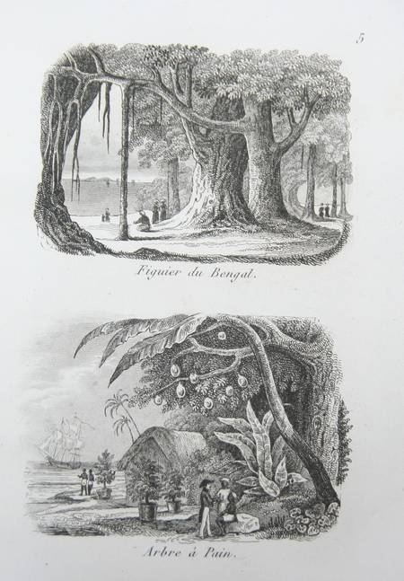 Jeunes naturalistes ou entretiens sur les animaux, les v&eacute;g&eacute;taux ... 1857 2v ill.. Photo 2.