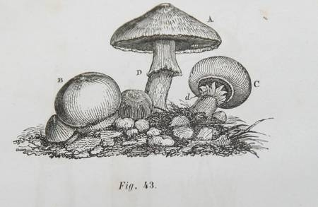 JEHAN - Botanique et physiologie v&eacute;g&eacute;tale 1867 Figures. Photo 2.