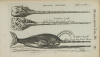 [Médecine] Nicolai Tulp - Observationes Medicae - 1739 - figures - Photo 4, livre ancien du XVIIIe siècle