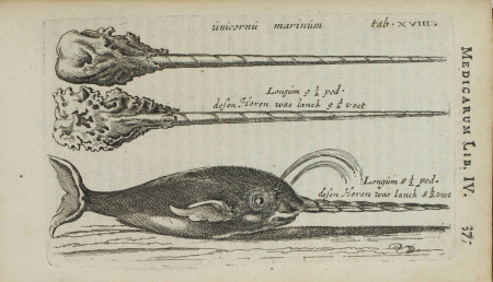 [Médecine] Nicolai Tulp - Observationes Medicae - 1739 - figures - Photo 4, livre ancien du XVIIIe siècle