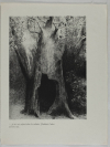 FLAUBERT - La Tentation de Saint Antoine, 1935 - Illustré par Odilon REDON - Photo 5, livre rare du XXe siècle