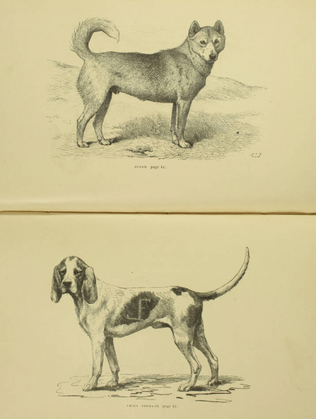 MEGNIN (P.). Le chien. Histoire, hygiène, médecine, vade-mecum de l'éleveur et de l'amateur de chiens, livre rare du XIXe siècle