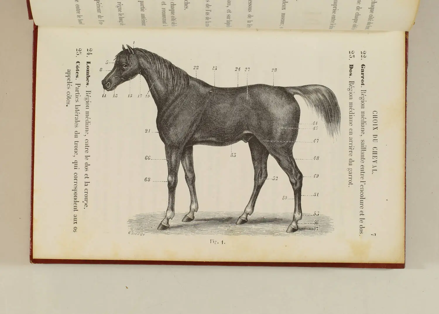 MAGNE - Choix du cheval, description de tous les caractères - 1864 - Photo 2, livre rare du XIXe siècle