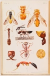 FOREL Le monde social des fourmis ...1921 FOREL (Auguste) Le monde social des fourmis 1921, livre rare du XXe siècle