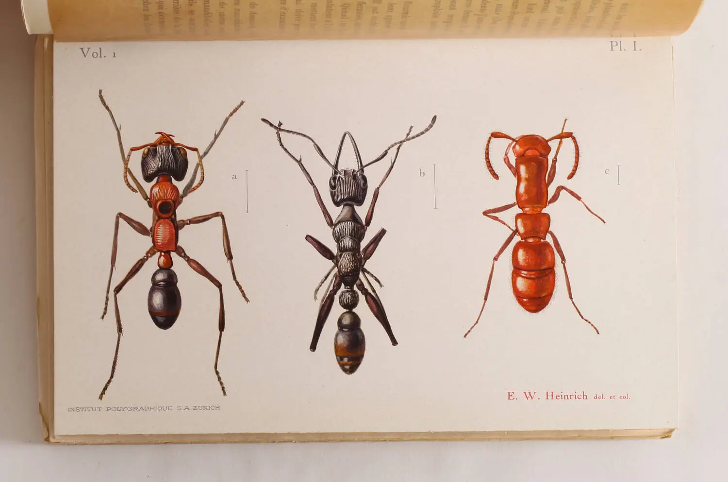 FOREL - Le monde social des fourmis 1921-23 - 5 volumes - EO - Photo 2, livre rare du XXe siècle