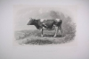 Vache de Guernesey - Riffaut, Villamil et Nadar jeune - 1862 - Photo 0 - gravure