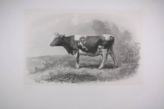 Vache de Guernesey - Riffaut, Villamil et Nadar jeune - 1862 - Photo 0 - gravure