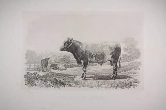 Taureau de Durham - Riffaut, Emile Van Marcke - 1862 - Photo 0, gravure du XIXe siècle