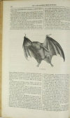 BOITARD - Le jardin des plantes - Mammifères - Barba (1851) - Gravures - Photo 6 - livre d occasion