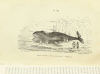 LEBRUN - Voyages au pôle Nord (1380-1836) - Mame, 1841 - Figures - Photo 1, livre rare du XIXe siècle