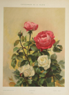 Encyclopédie artistique de la plante - 1904 - 384 planches - Mucha Meheut ... - Photo 9, livre rare du XXe siècle