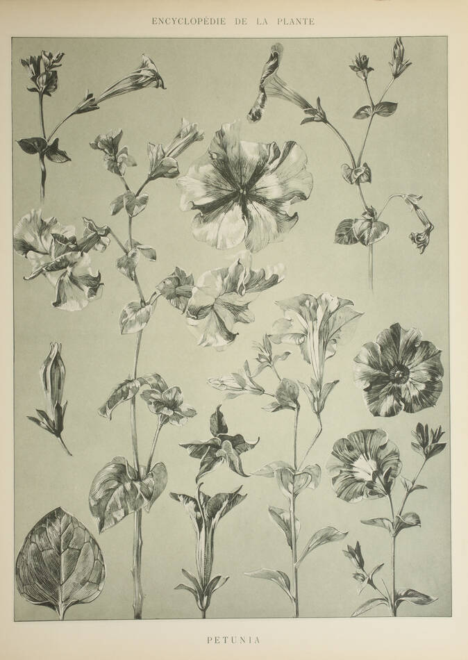 Encyclopédie artistique de la plante - 1904 - 384 planches - Mucha Meheut ... - Photo 10, livre rare du XXe siècle