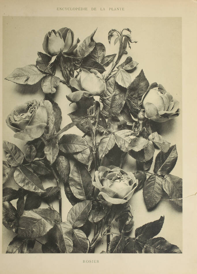 Encyclopédie artistique de la plante - 1904 - 384 planches - Mucha Meheut ... - Photo 11, livre rare du XXe siècle