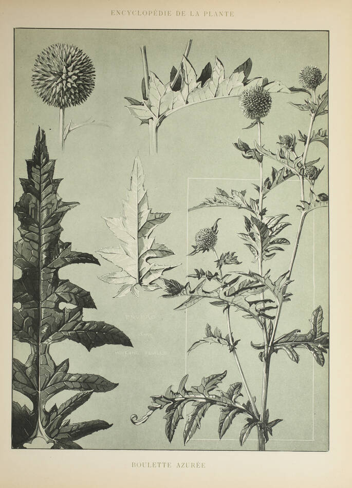 Encyclopédie artistique de la plante - 1904 - 384 planches - Mucha Meheut ... - Photo 12, livre rare du XXe siècle