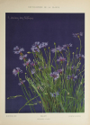 Encyclopédie artistique de la plante - 1904 - 384 planches - Mucha Meheut ... - Photo 1, livre rare du XXe siècle
