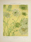 Encyclopédie artistique de la plante - 1904 - 384 planches - Mucha Meheut ... - Photo 4, livre rare du XXe siècle