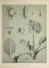 Encyclopédie artistique de la plante - 1904 - 384 planches - Mucha Meheut ... - Photo 6, livre rare du XXe siècle