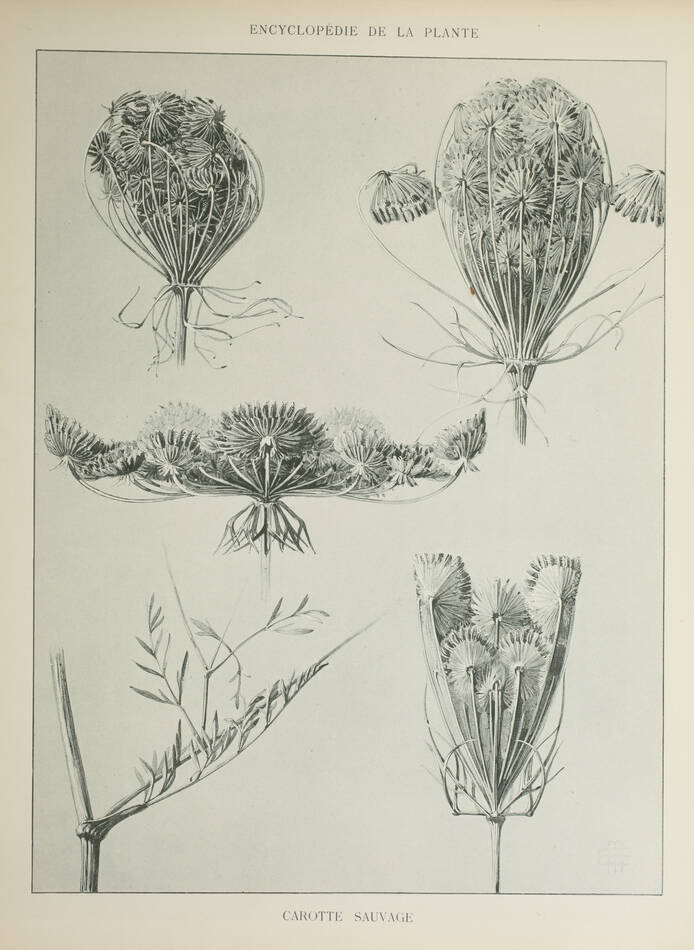 Encyclopédie artistique de la plante - 1904 - 384 planches - Mucha Meheut ... - Photo 7, livre rare du XXe siècle