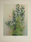 Encyclopédie artistique de la plante - 1904 - 384 planches - Mucha Meheut ... - Photo 8, livre rare du XXe siècle