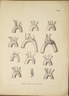 TIEDEMANN - Tabulae arteriarum - 1822 - In plano - Planches - Lithographies - Photo 0, livre rare du XIXe siècle