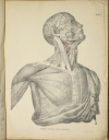 TIEDEMANN - Tabulae arteriarum - 1822 - In plano - Planches - Lithographies - Photo 6, livre rare du XIXe siècle