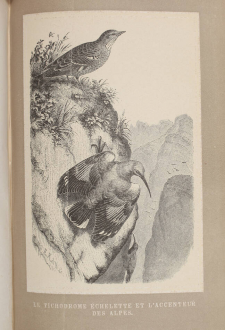 TSCHUDI - Le monde des Alpes - Description pittoresque -1870 - Gravures - Photo 4, livre rare du XIXe siècle